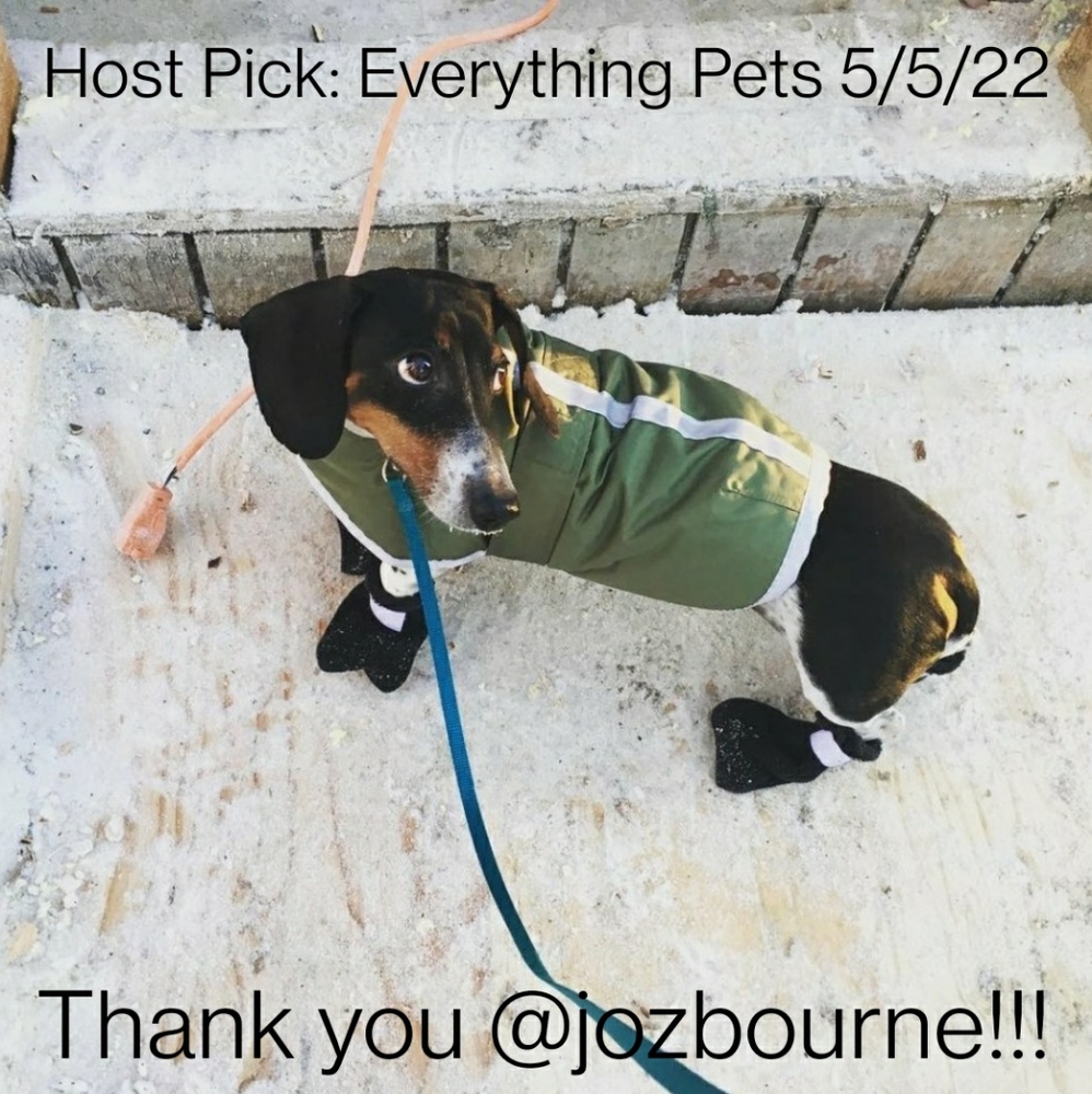 🎉3X Host Pick🎉 Like new reversible dog coat